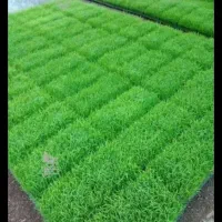 دوهزار عدد تیم طارم هاشمی