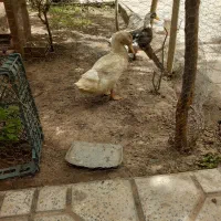 فروش اردک