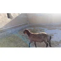 قوچ همو