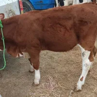 فروش گوساله