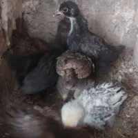 جوجه بوقلمون برنزه یک هفته ای و جوجه گلپایگان
