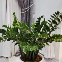 به علت جابه جایی