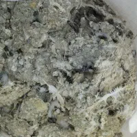 یک گونی زیل کبوتر وحشی هست  تمیز تمیز