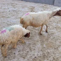 گوسفند سن دار با بره نر