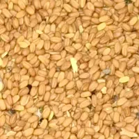 دانه روغنی کاملینا
