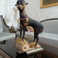 مجسمه بز خشک شده