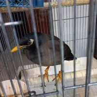 پرنده مینا