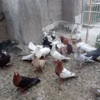 ی گله کفتر