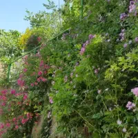 810متر-ویلایی-میگون