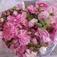 گل محمدی