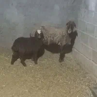 میش بره‌دار