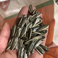 پخش عمده کدو دورسفید