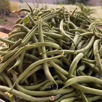 لوبیا استانبولی