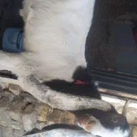 بزغاله نر پاکستانی گوش بلند
