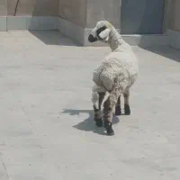 گوسفند چاق چاق