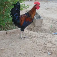 خروس عربی