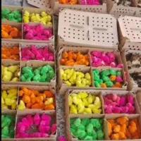 جوجه ر نگی و همه جوجه نژادهای دیگه ارسال از بیرجند