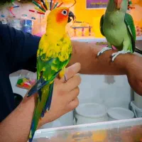 *پرنده سرای کاکادو*