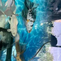 آکواریوم وماهی کوی