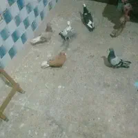 کفتر۵تانریکجایه تومن