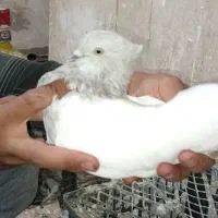 کله الماسی