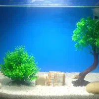 اکواریوم ۶۰ لیتری خوش ابعاد با پایه و تمام تزعینات