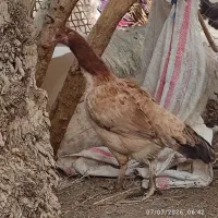 مرغ و خروس فروشی