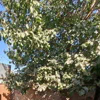 خط‌رند / دائمی/ همراه اول