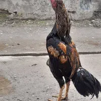 مرغ و خروس لاری