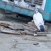 چند تا کفتر قشنگ بگرد