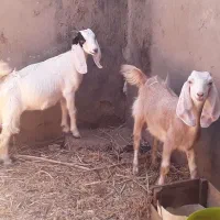 بز دوقلو ابستن شادگان