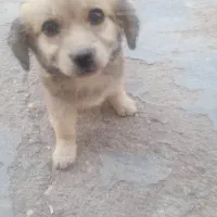 سگ کوچولو