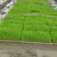 بانک نشا|خدمات باغبانی و درختکاری|فومن, |دیوار