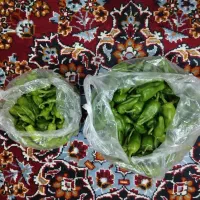 دو کیلو بیبار خومالی