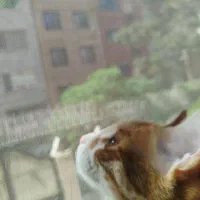 واگذاری گربه