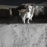 عکس اول نره دومی ماده