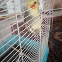 طوطی عروس
