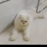 گربه نر گردن گیر اسکاتیش فولد انفلد واسه جفتگیری