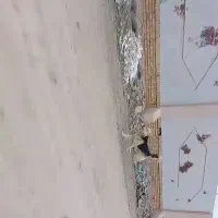 سگ گرگی یکساله جوان