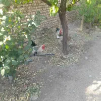 خروس|حیوانات مزرعه|مشهد, شهرک امام هادی (شهرک غرب)|دیوار