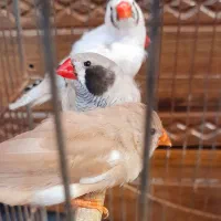 2 جفت فنچ نژاد دار. کینگ انگلیسی دو رگه. بلک بادی