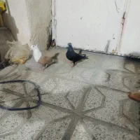 کفتر رنگه جوجه مینا کلاغ