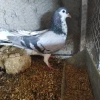 نرخرقه ذات وبته دار