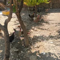 مرغ و خروس