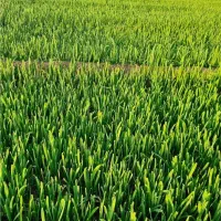 سبزی قرمه سبزی