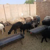 فروش بز .بزغاله .میش.بره با بهترین نژاد