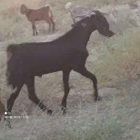 کهره نر