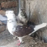 کبوتر سوسکی دم سفید