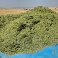 فروش فوری یونجه
