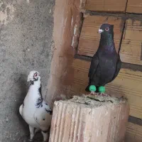 یک جفت کبوتر به شرط تخم و جوجه